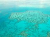 great-barrier-reef-diving-coral-261714.jpg