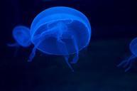 jellyfish-schirmqualle-moon-599154.jpg