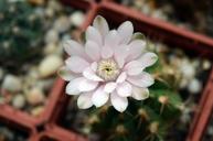 cactus-flower-gymnocalycium-1536505.jpg