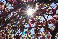 magnolia-tree-back-light-spring-sun-323183.jpg