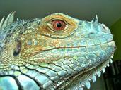 iguana-reptile-lizard-green-blue-218556.jpg