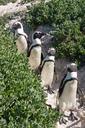 penguins-animals-sand-451918.jpg