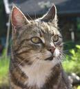 pet-cat-cat-face-dear-mieze-761675.jpg