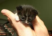 kitten-black-100691.jpg