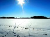 hare-tracks-trace-frost-frozen-1253751.jpg