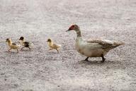 ducks-duck-duckling-bird-fly-204332.jpg