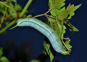 caterpillar-larvae-1517240.jpg