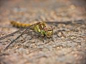 dragonfly-wings-insect-nature-bug-1568933.jpg