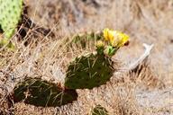 cactus-spikes-flower-hot-dry-396817.jpg