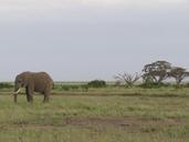 elephant-africa-savannah-ivory-386772.jpg