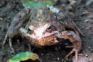 toad-frog-forest-undergrowth-459033.jpg