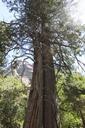 sequoia-tree-forest-237387.jpg