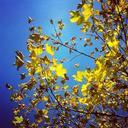 autumn-leaves-sky-autumn-woods-792482.jpg