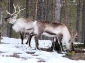 reindeer-arctic-lapland-antler-697283.jpg