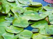 lily-pads-water-plant-pond-nature-569261.jpg