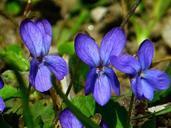 violet-viola-purple-plant-flower-292368.jpg