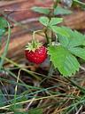 strawberry-forest-red-berries-112145.jpg