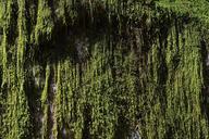 moss-weave-green-stone-fouling-740733.jpg