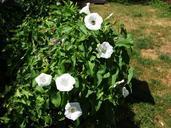 bindweed-weed-white-climber-toxic-169049.jpg