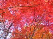 autumn-leaves-red-maple-leaf-autumn-258726.jpg