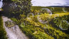 bubbles-grass-meadow-grass-track-1645140.jpg