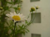 Daisy backgrounded by niched wall.jpg