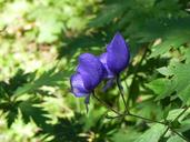 purple-flower-purple-flower-nature-1408403.jpg