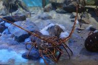 lobster-crustacean-sealife-483279.jpg