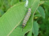 Monarch butterfly larvae on common milkweed lea.jpg