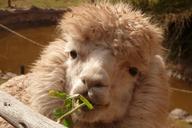 alpaca-lama-animal-furry-fluffy-43450.jpg