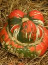 pumpkin-orange-autumn-october-fall-482975.jpg