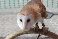 barn-owl-owl-hunter-bird-of-prey-397215.jpg