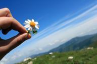 fresh-blue-sky-chrysanthemum-788197.jpg