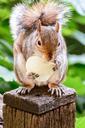 squirrel-rodent-eating-nature-557008.jpg