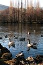 geese-ducks-landscape-nature-pond-119272.jpg