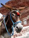 donkey-last-animal-mammal-greece-689386.jpg