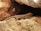 gecko-dragon-lizard-rocks-975074.jpg