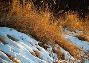 grass-snow-river-bank-sunlight-1037873.jpg