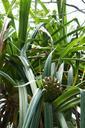 fruit-tropics-plant-central-america-1027986.jpg