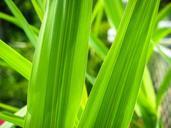 grass-leaves-green-plant-leaf-569257.jpg