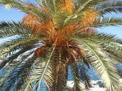 palm-tree-beach-holiday-339487.jpg