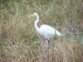 egret-bird-great-large-stalking-244452.jpg