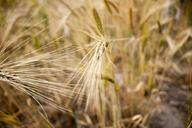 wheat-field-wheat-field-wheat-spike-105289.jpg