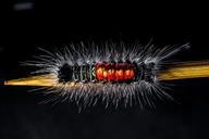 caterpillar-hairy-prickly-close-301301.jpg