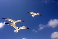 seagulls-gulls-birds-freedom-401461.jpg