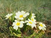 primrose-flower-blossom-bloom-1117872.jpg