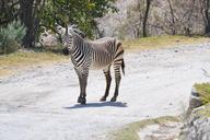 zebra-zoo-white-black-light-831877.jpg