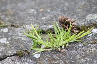 grass-macro-tuft-blades-of-grass-321968.jpg