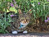 cat-tabby-feline-kitty-cute-pet-1574528.jpg