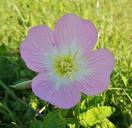 primrose-evening-primrose-1239793.jpg